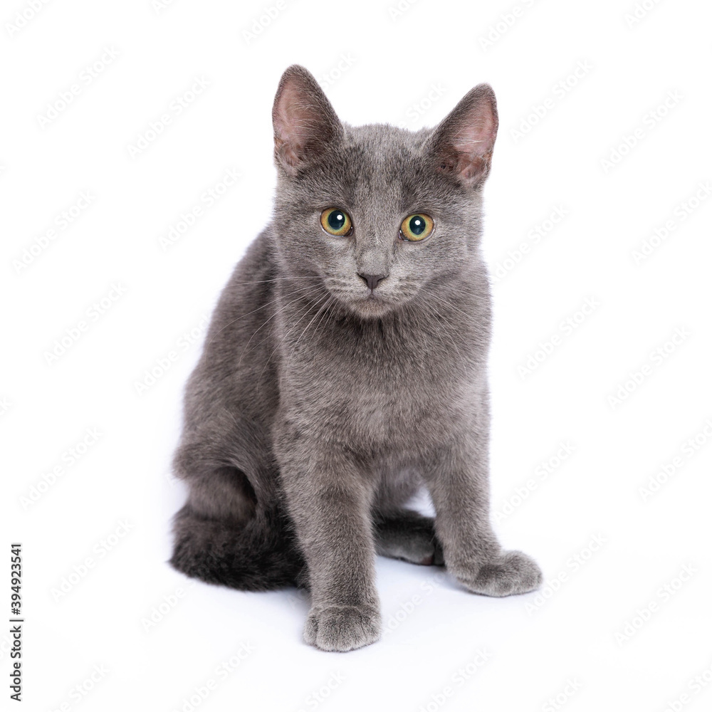 Obraz premium Gray kitten isolated on white background