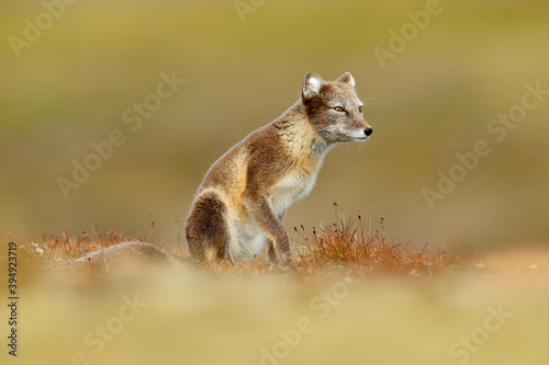 Arctic Fox, Vulpes lagopus, cute animal portrait in the nature habitat, grassy meadow with flowers, Svalbard, Norway. Beautiful wild animal in the white cotton grass. Face portrait of wild animal. © ondrejprosicky