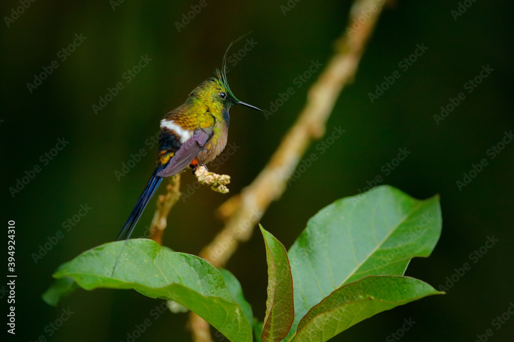 Fototapeta premium Wire-crested thorntail, Discosura popelairii, hummingbird from Colombia, Ecuador and Peru. Beautiful bird with crest, siting in the green tropic forest, Sumaco, Ecuador. Birdwatching in South America