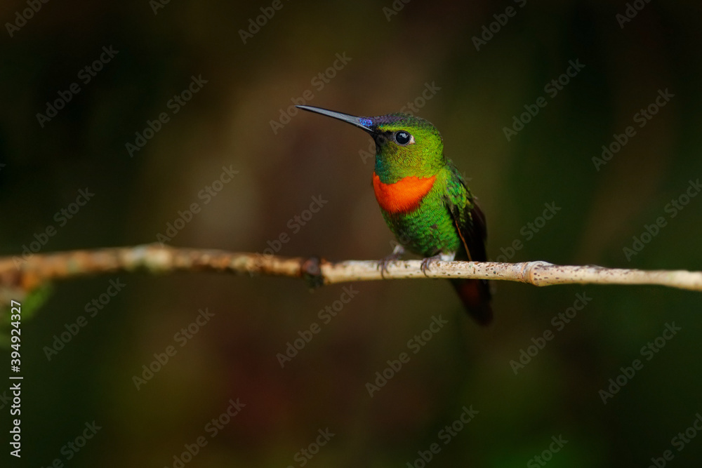 Heliodoxa aurescens, Gould’s Jewelfront, green orange hummingbird sitting on the branch in the dark tropic forest, Sumaco Napo-Galeras National Park, Ecuador. Tinny bird in the nature habitat. Heliodoxa aurescens, Gould’s Jewelfront, green orange hummingbird sitting on the branch in the dark tropic forest, Sumaco Napo-Galeras National Park, Ecuador. Tinny bird in the nature habitat.