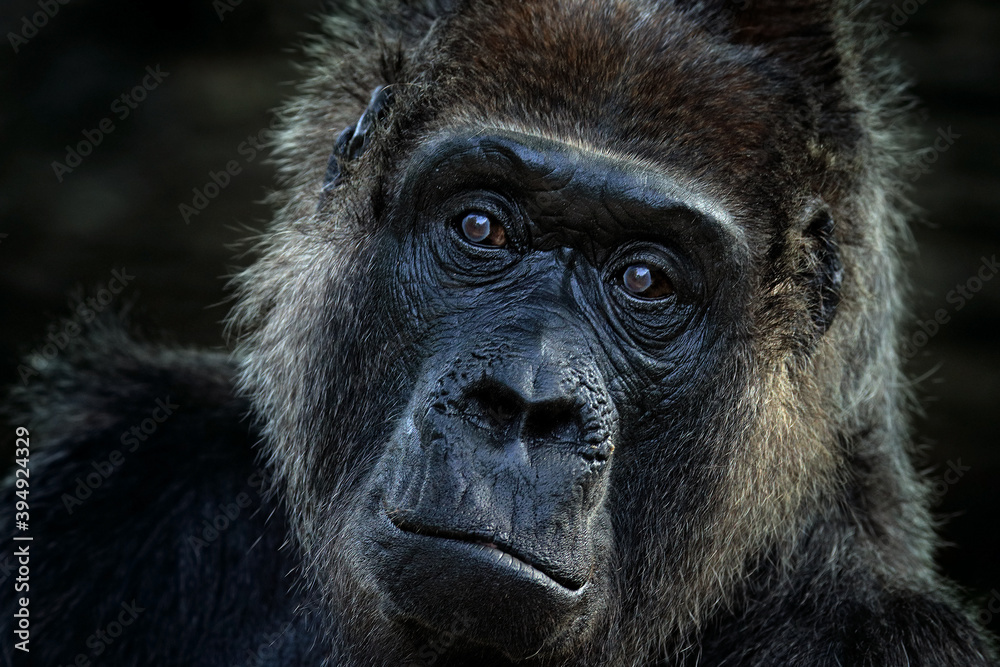 Western lowland gorilla, detail head portrait with beautiful eyes. Close-up photo of wild big black monkey in the forest, Gabon, Africa. Wildlife scene from nature. Mammal in the green vegetation. Western lowland gorilla, detail head portrait with beautiful eyes. Close-up photo of wild big black monkey in the forest, Gabon, Africa. Wildlife scene from nature. Mammal in the green vegetation.