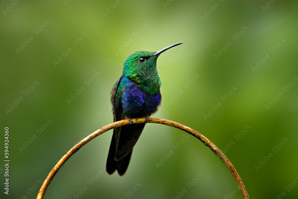 Fototapeta premium Fork-tailed woodnymph, Thalurania furcata, species of hummingbird in the family Trochilidae. Blue green bird sitting on the branch in the dar tropic forest, Sumaco Napo-Galeras National Park, Ecuador.