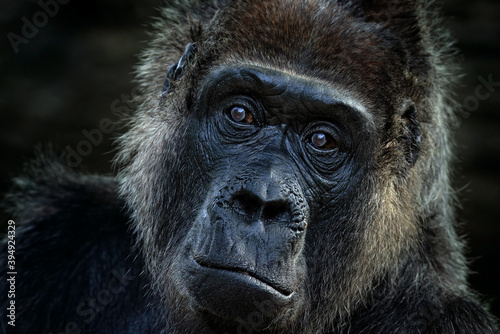 Western lowland gorilla, detail head portrait with beautiful eyes. Close-up photo of wild big black monkey in the forest, Gabon, Africa. Wildlife scene from nature. Mammal in the green vegetation.