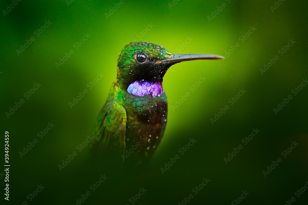 Fototapeta premium Heliodoxa schreibersii, Black-throated Brilliant, detail portrait of hummingbird from Ecuador and Peru. Shiny tinny bird, green and violet plumage. Tropic forest in Ecuador. Wildlife nature.