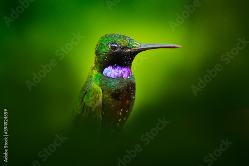 Heliodoxa schreibersii, Black-throated Brilliant, detail portrait of hummingbird from Ecuador and Peru. Shiny tinny bird, green and violet plumage. Tropic forest in Ecuador. Wildlife nature.