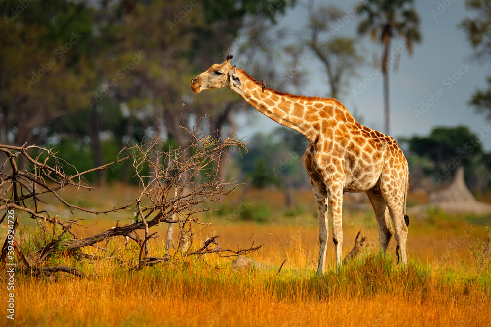 Giraffe in forest with big trees, evening light, sunset. Idyllic giraffe silhouette with evening orange sunset, Pilanesberg NP, South Africa. Hidden portrait of giraffe. Giraffe in forest with big trees, evening light, sunset. Idyllic giraffe silhouette with evening orange sunset, Pilanesberg NP, South Africa. Hidden portrait of giraffe.