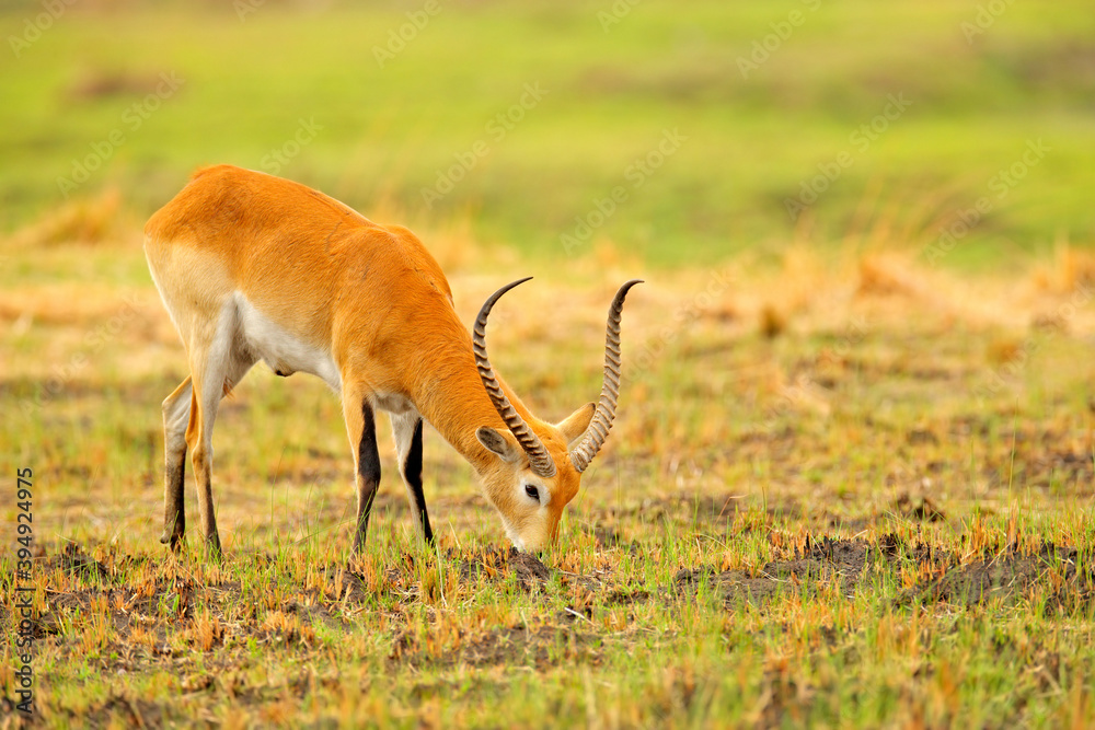 Lechwe, Kobus leche, antelope in the golden grass wetlands with water. Lechve running in the river water, Okavango delta, Botswana in Africa. Wildlife scene from nature. Lechwe, Kobus leche, antelope in the golden grass wetlands with water. Lechve running in the river water, Okavango delta, Botswana in Africa. Wildlife scene from nature.