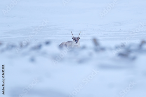 Wild Reindeer, Rangifer tarandus, with massive antlers in snow, Svalbard, Norway. Svalbard caribou, wildlife scene from nature, winter in the Actic. Winter landscape with reindeer. photo