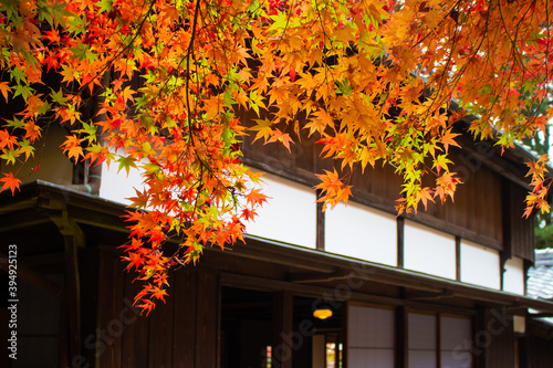 紅葉と日本家屋