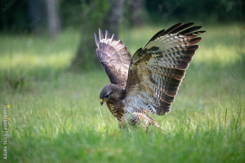 Fototapeta premium Buse variable