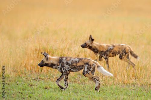 Painted hunting dog on African safari. Wildlife scene from nature. African wild dog, walking in the green grass, Zambia, Africa. Dangerous spotted animal with big ears.