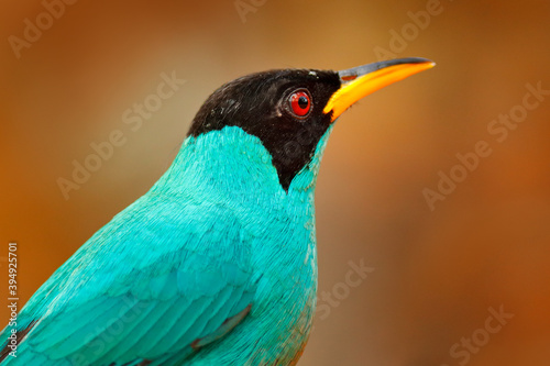 Exotic bird, detail portrait. Green Honeycreeper, Chlorophanes spiza, exotic tropical malachite green and blue bird from Costa Rica. Tanager from tropical forest. Wildlife scene, bird in the habitat. photo