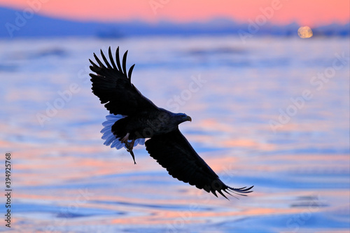Sea sunset. Beautiful Steller's sea eagle, Haliaeetus pelagicus, with morning sunrise, Hokkaido, Japan. Wildlife behaviour scene, nature. Bird of prey hunting fish. © ondrejprosicky