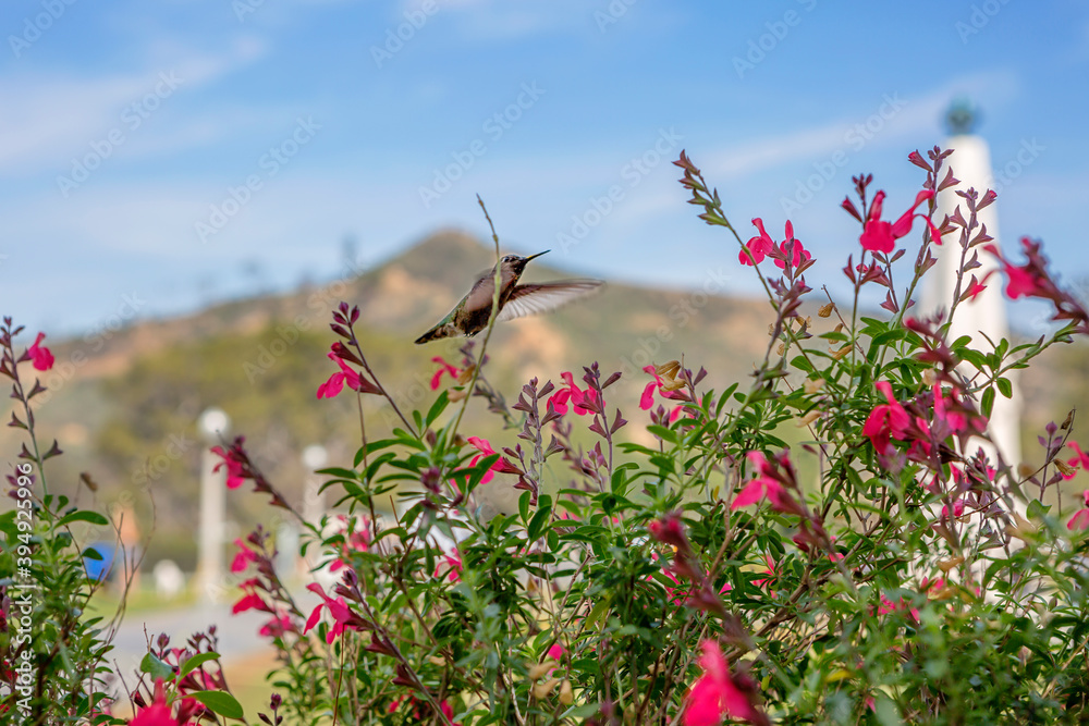 Fototapeta premium Hummingbird on flowers in the Park is the Griffith Observatory. Los Angeles. The smallest bird on the globe is a Hummingbird. It is called 