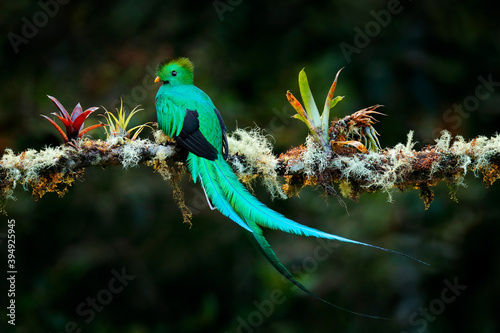 Quetzal, Pharomachrus mocinno, from nature Costa Rica with pink flower forest. Magnificent sacred mystic green and red bird. Resplendent Quetzal in jungle habitat. Wildlife scene from Costa Rica.