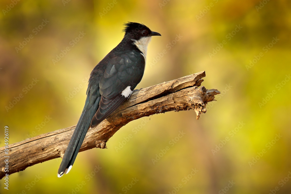 Jacobin cuckoo, Clamator jacobinus, black and white bird sitting on the branch in the nature habitat, Rathambore NP, India in Asia. Cuckoo in the forest, birdwatching in India. Jacobin cuckoo, Clamator jacobinus, black and white bird sitting on the branch in the nature habitat, Rathambore NP, India in Asia. Cuckoo in the forest, birdwatching in India.