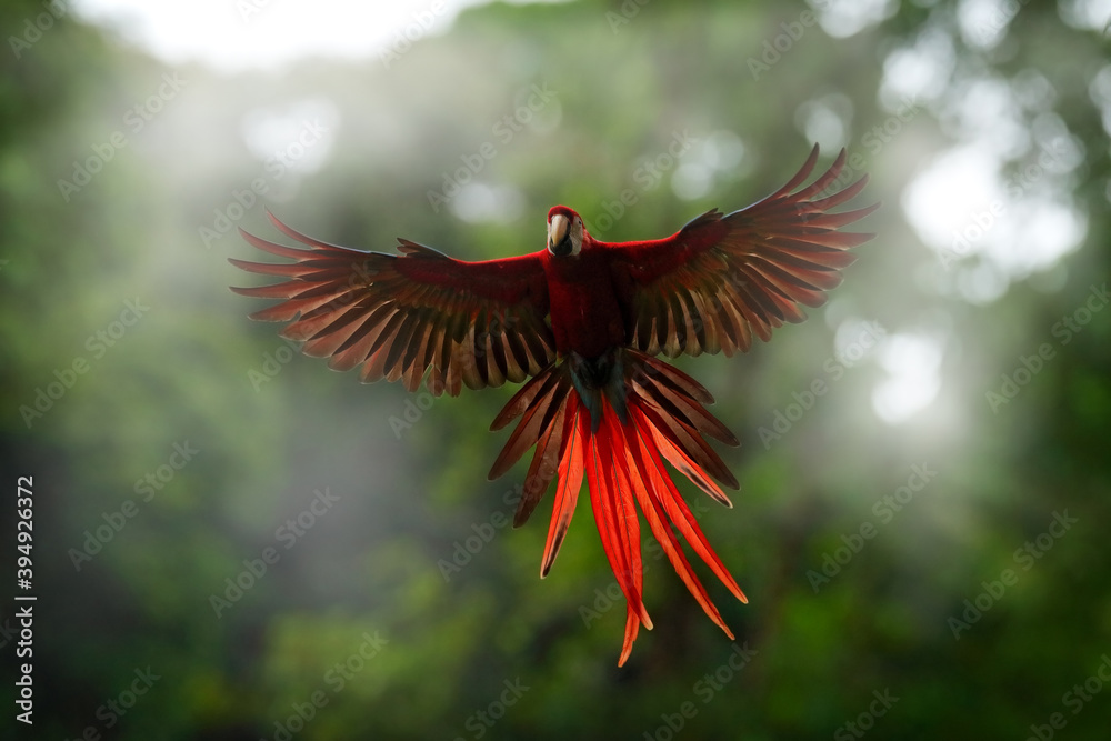 Fototapeta premium Red parrot Scarlet Macaw, Ara macao, bird sitting on the branch, Costa rica. Wildlife scene from tropical forest. Beautiful parrot on tree green tree in nature habitat.