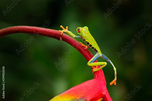Beautiful amphibian in the night forest, exotic animal from America on red bloom of flower. Red-eyed Tree Frog, Agalychnis callidryas, animal with big red eyes, in the nature habitat, Costa Rica.