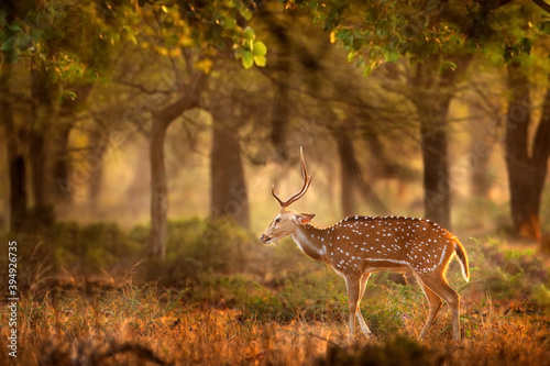 Chital or cheetal, Axis axis, spotted deers or axis deer in nature habitat. Bellow majestic powerful adult animals. Chital deer from RAnthambore NP, India in Asia.