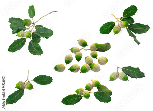 Bunch of Holm oak or Holly oak tree, acorns or fruit isolated with clipping path photo