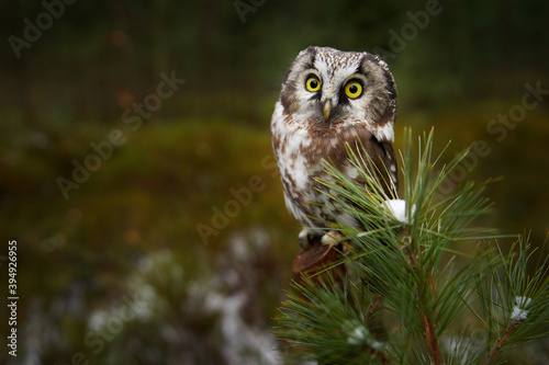 Owl hidden in the green larch tree. Bird with big yellow eyes. Boreal owl in the orange leave autumn forest in central Europe. Detail portrait of bird in the nature habitat, Germany.