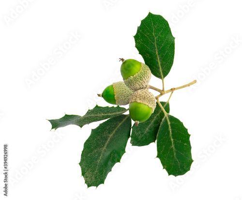 Bunch of Holm oak or Holly oak tree, acorns or fruit isolated with clipping path