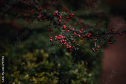 Close up image of orange autumn leaves at soft light.