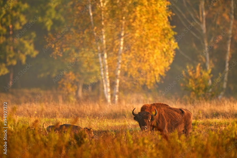 Bison herd in the autumn forest, sunny scene with big brown animal in the nature habitat, yellow leaves on the trees, Bialowieza NP, Poland. Wildlife scene from nature. Big brown European bison. Bison herd in the autumn forest, sunny scene with big brown animal in the nature habitat, yellow leaves on the trees, Bialowieza NP, Poland. Wildlife scene from nature. Big brown European bison.