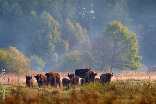 Bison herd in the autumn forest, sunny scene with big brown animal in the nature habitat, yellow leaves on the trees, Bialowieza NP, Poland. Wildlife scene from nature. Big brown European bison. photo