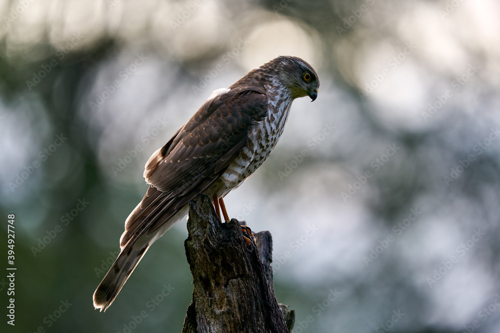 Sparrowhawk, Accipiter nisus, sitting green tree trunk in the forest, back light. Wildlife animal scene from nature. Hawk bird in the winter forest habitat, Poland Sparrowhawk, Accipiter nisus, sitting green tree trunk in the forest, back light. Wildlife animal scene from nature. Hawk bird in the winter forest habitat, Poland