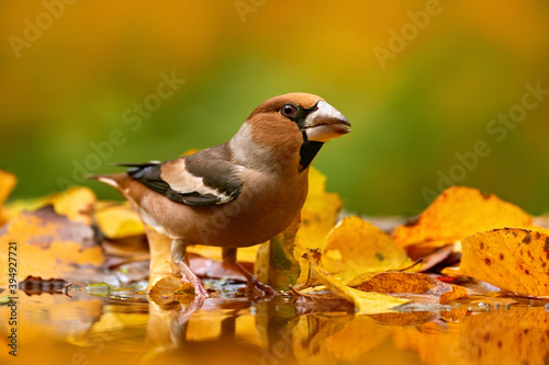 Autumn wildlfie. Hawfinch, Coccothraustes coccothraustes, brown songbird sitting in the orange yellow leave the nature habitat. Cute bird near the woter in the fall forest, Germany in Europe.