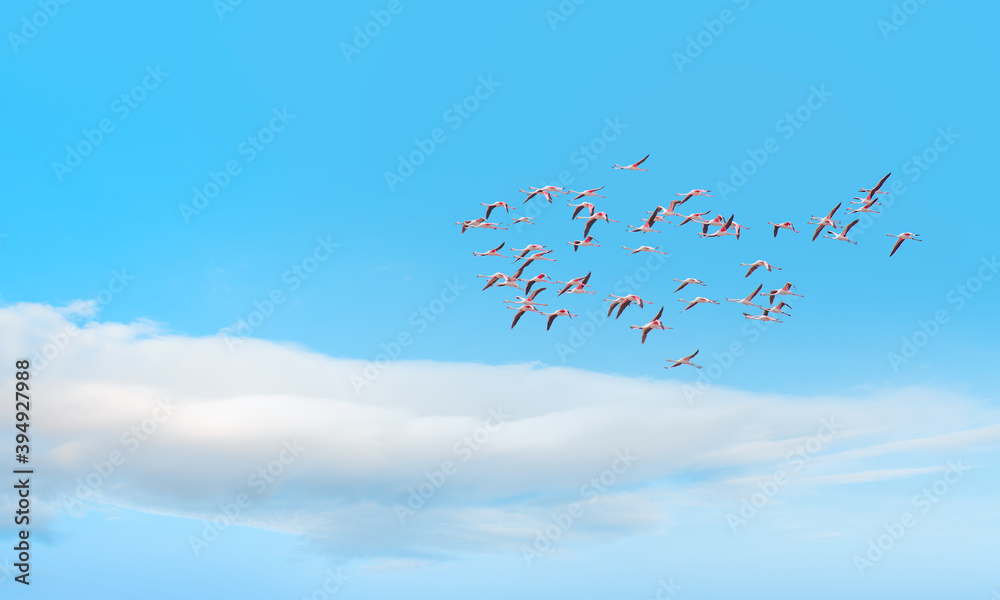 Obraz premium Flying flock of nice Greater Flamingos with clear blue sky with clouds
