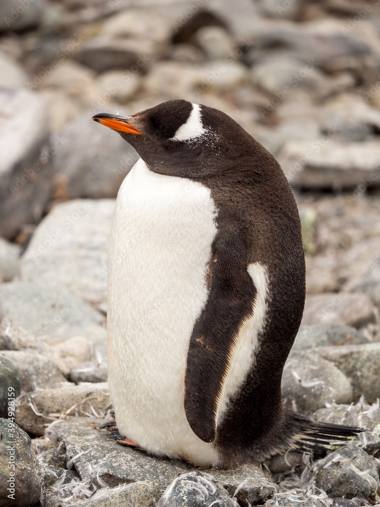 Naklejka premium Portrait of a sleeping Gentoo penguin standing upright on rocks in Antarctica