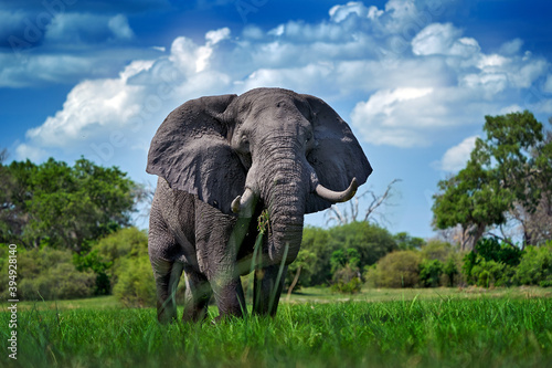 Canvas Print Okavango delta, wild elephant