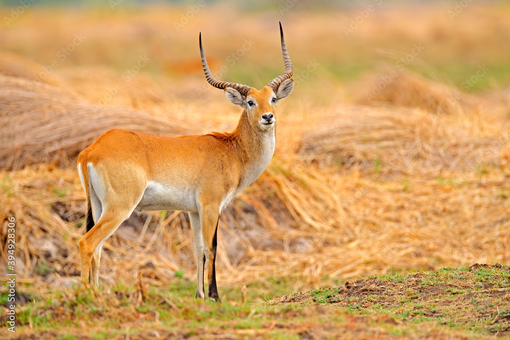 Lechwe, Kobus leche, antelope in the golden grass wetlands with water. Lechve running in the river water, Okavango delta, Botswana in Africa. Wildlife scene from nature. Lechwe, Kobus leche, antelope in the golden grass wetlands with water. Lechve running in the river water, Okavango delta, Botswana in Africa. Wildlife scene from nature.