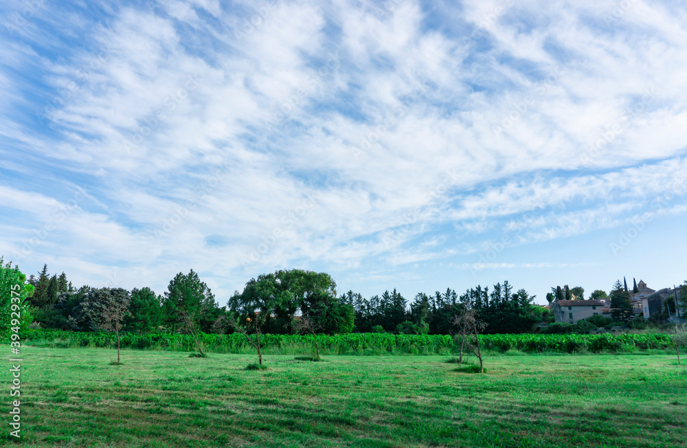 White fluffy clouds on vivid blue sky above a rough green grass lawn, vineyard, White fluffy clouds on vivid blue sky above a rough green grass lawn, vineyard,