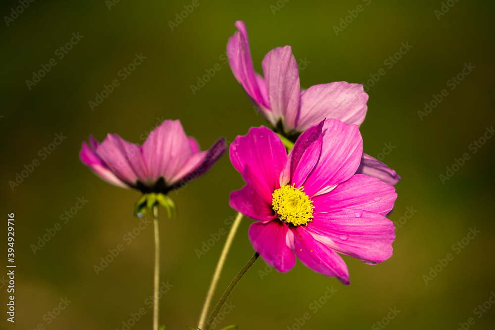 cosmos flower pink