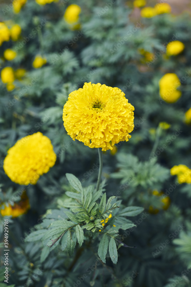 Fototapeta premium marigold is a beautiful yellow flowers