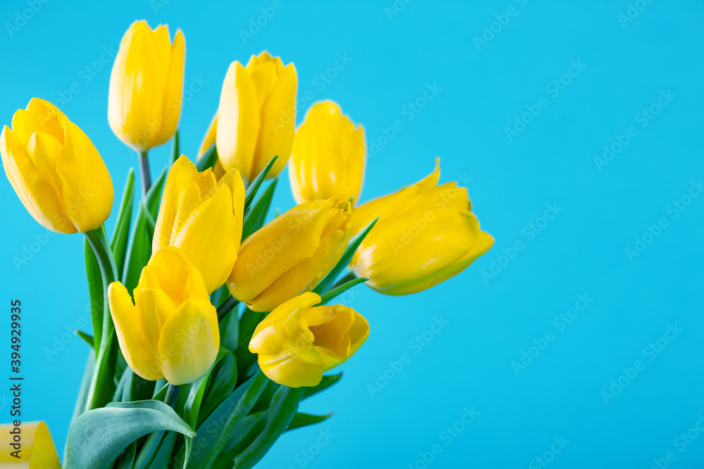 yellow tulip on blue background   