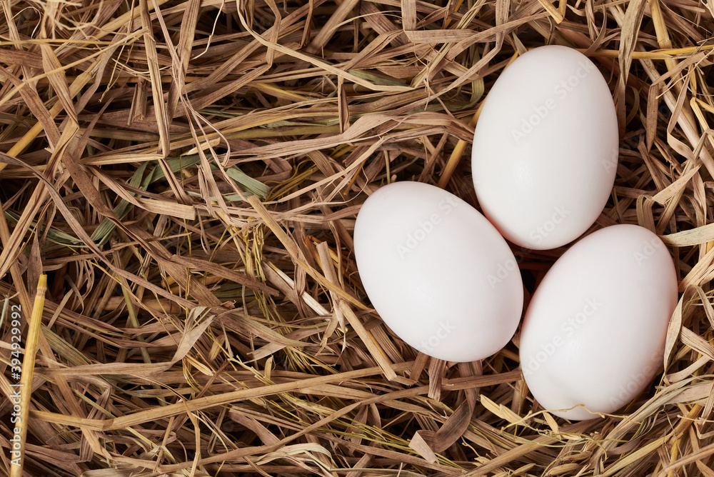 the white egg in nest on white background the white egg in nest on white background