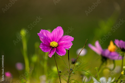 cosmos flower pink