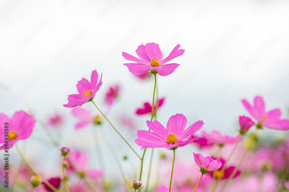 美しく咲く秋桜(山口県）