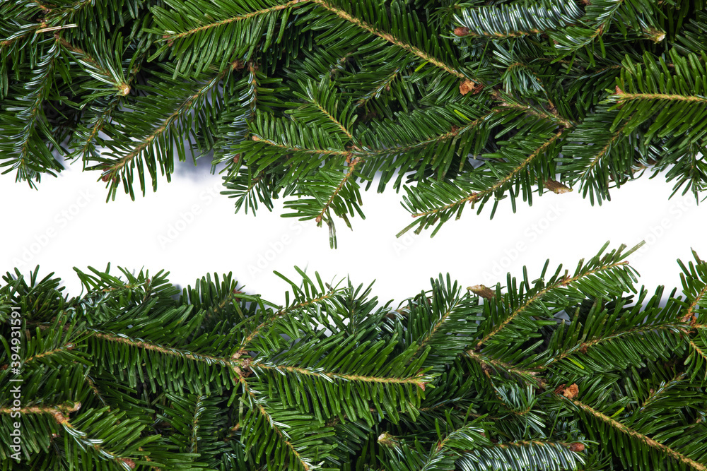 Fototapeta premium Fir tree branch frame on white