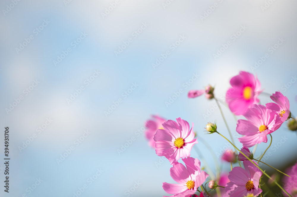 Obraz premium 秋晴れに美しく咲く秋桜(山口県）