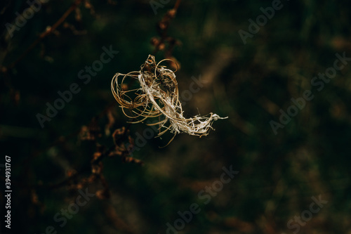 interesting abstract autumn plant on natural background