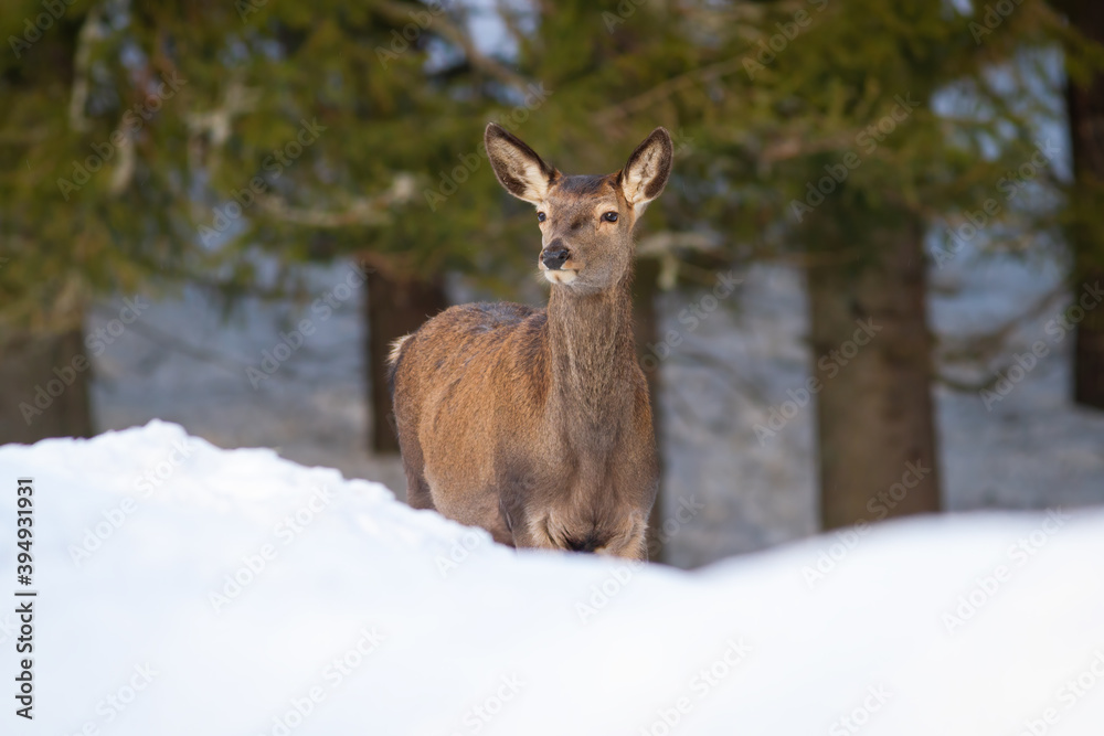 Red deer, cervus elaphus, female looking in forest in winter nature. Wild hind observing on snow from front. Mammal without antlers looking on snowy meadow. Red deer, cervus elaphus, female looking in forest in winter nature. Wild hind observing on snow from front. Mammal without antlers looking on snowy meadow.