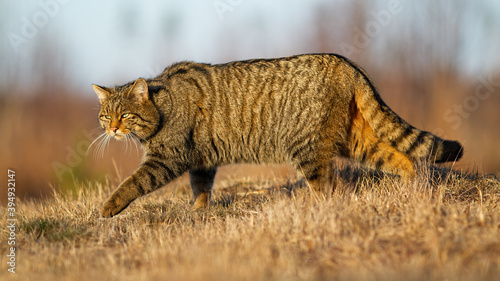 European wildcat, felis silvestris, walking on meadow in autumn nature. Stripped predator hunting on dry grass in fall. Brown mammal sneaking up on field. photo