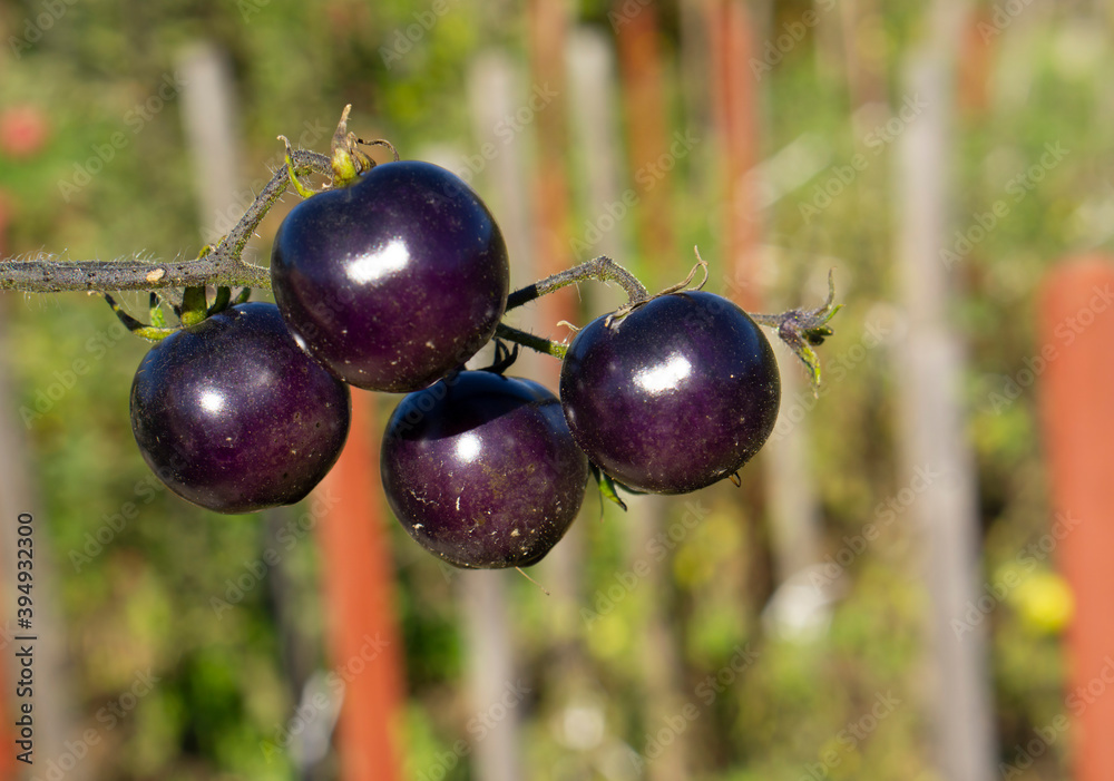 Black tomatoes on a branch in the garden. Indigo rose tomato. Indigo Rose Black tomato vine ripe in the garden. Black tomatoes on a branch in the garden. Indigo rose tomato. Indigo Rose Black tomato vine ripe in the garden.