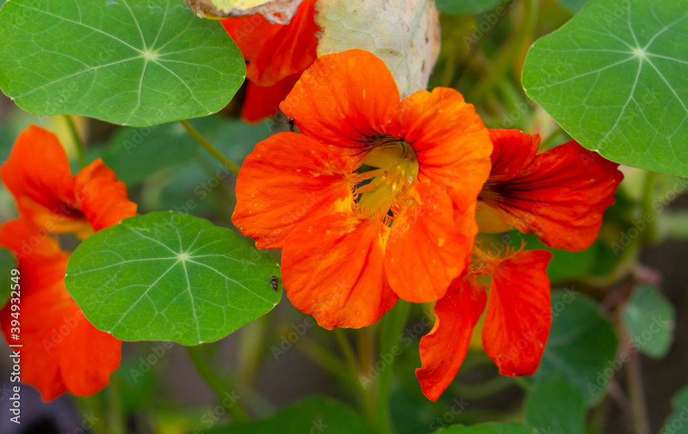 Close up shot of the Tropaeolum commonly known as nasturtium or nasturtian flower. Close up shot of the Tropaeolum commonly known as nasturtium or nasturtian flower.