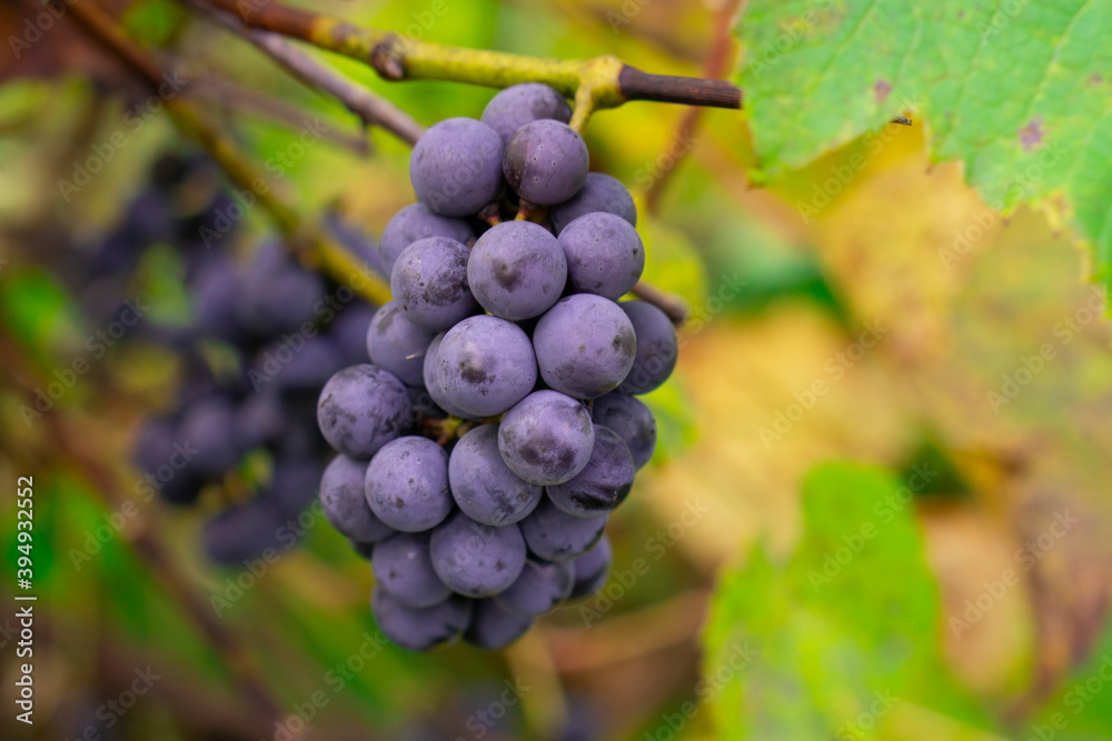 Dark blue grape with leaves in the garden. Fresh dark red grapes with natural background.